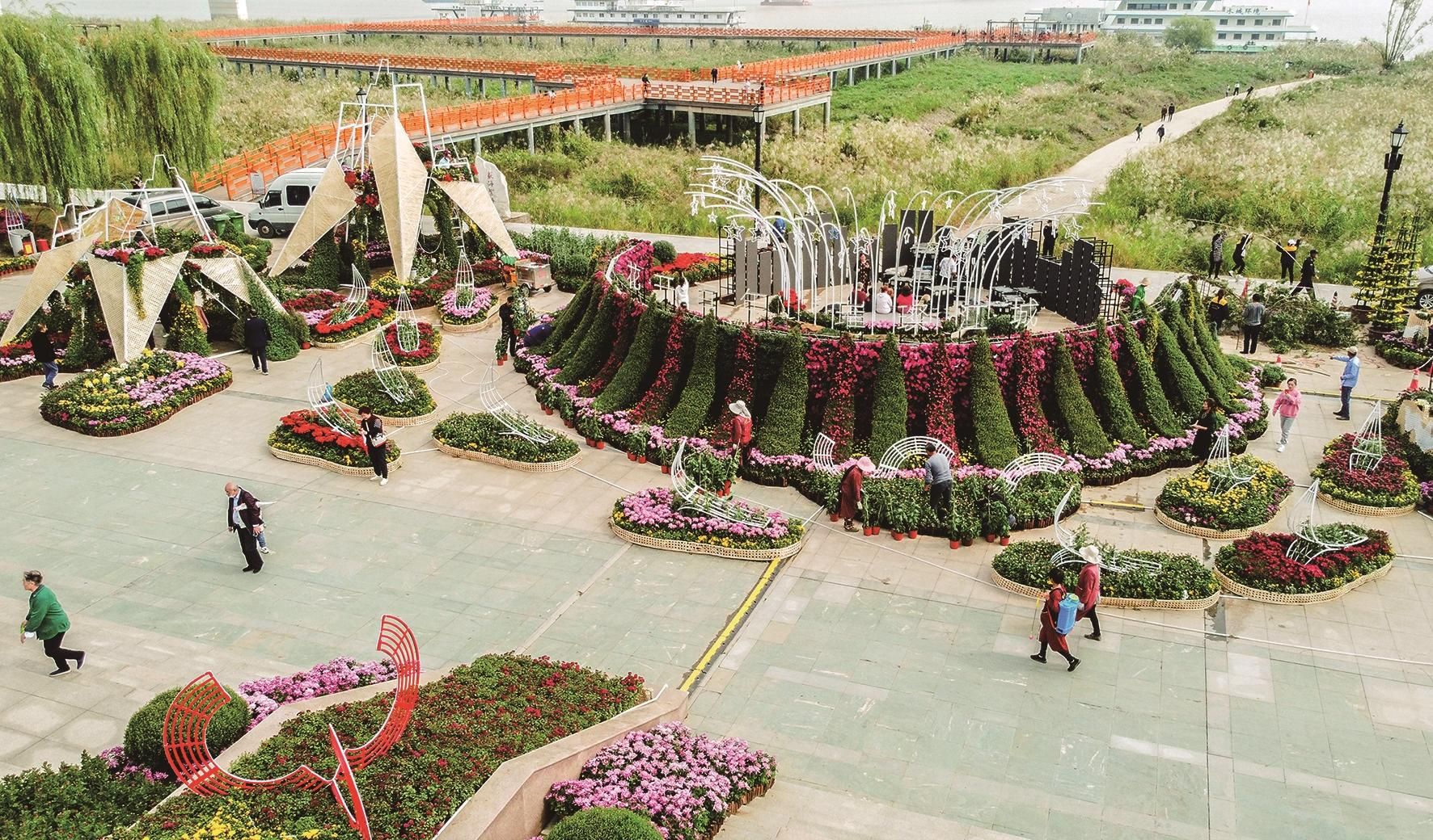 桂香正浓 菊展登场