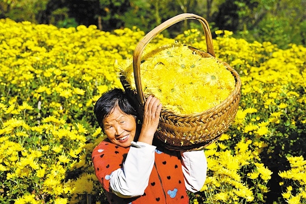 趁晴好天气，保康县黄堡镇大屋场村村民在种植基地采摘金丝皇菊。 