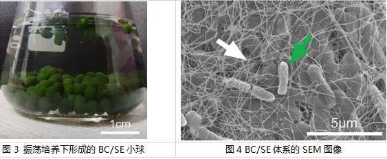 【科技】共生新模式：细菌纤维素与蓝藻联手“洗净”水污染——武汉理工大学生命科学学院最新研究成果解读(图2)