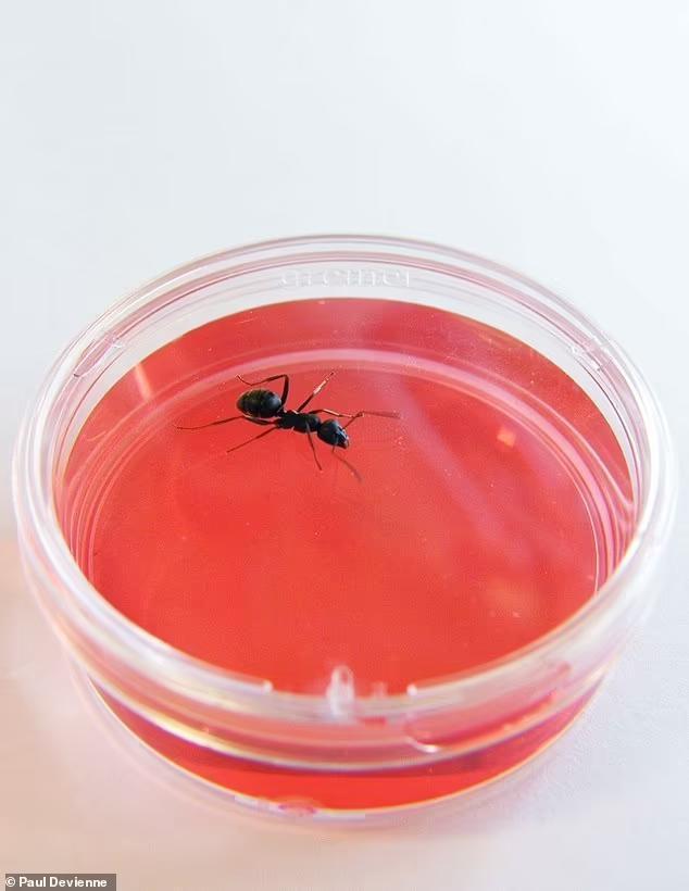 蚂蚁能嗅出人类癌症独特气味,专家称可在医院作为替代诊断方法(图1)
