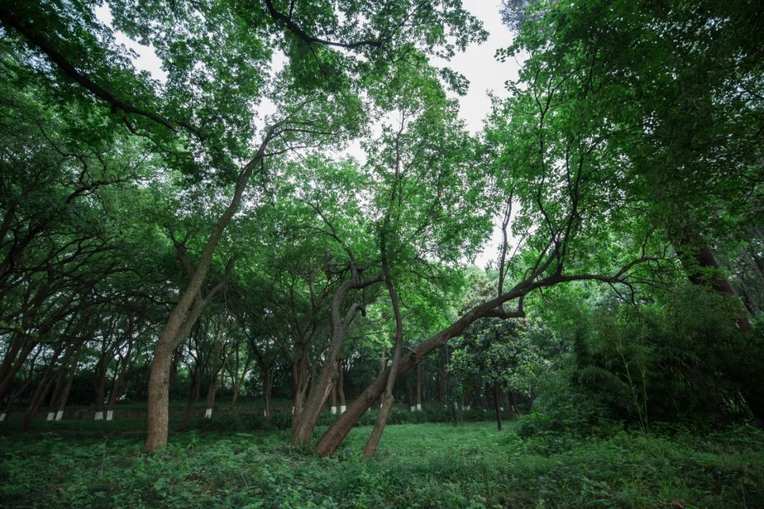 第一次到武汉游玩，10个免费又好玩景点一定不要错过，攻略收好(图11)